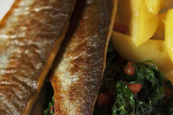 Brook Trout Müllerin