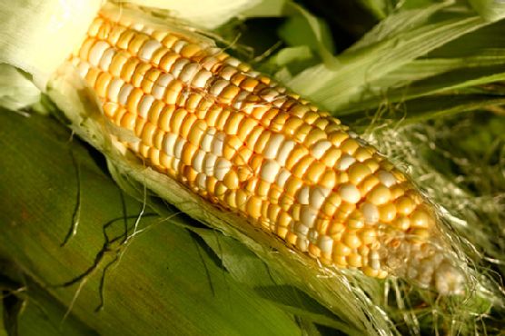 Grilled Corn with Lime-Cilantro Butter