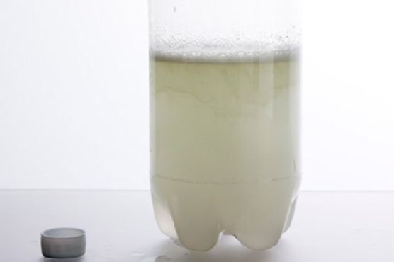 Homemade Ginger Beer