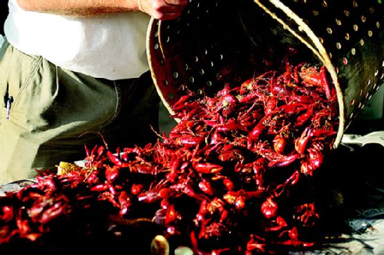 Link Family Crawfish Boil