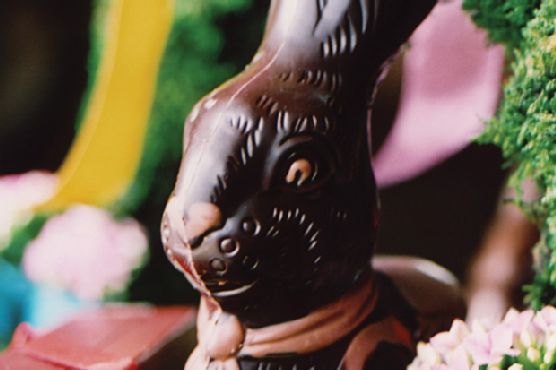 Molded Chocolate Bunny