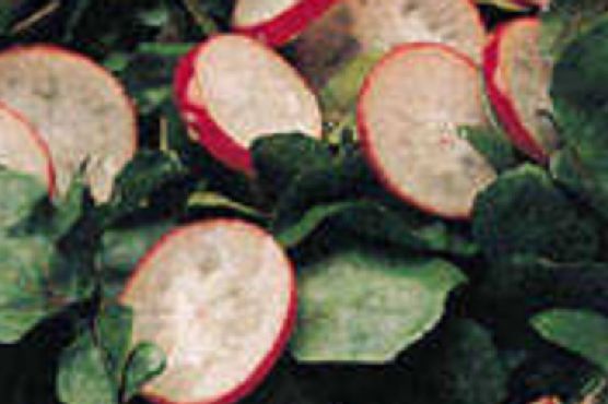 Radish and Watercress Salad