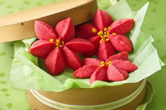 Raspberry Poinsettia Blossoms