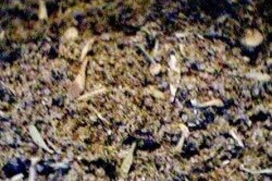 Tourtiere Spices